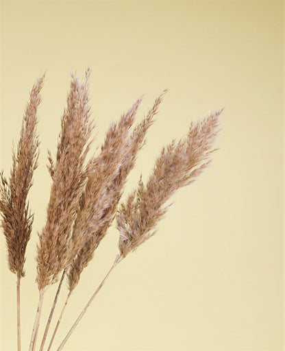 Schilfgras Natur Getrocknet Bund
